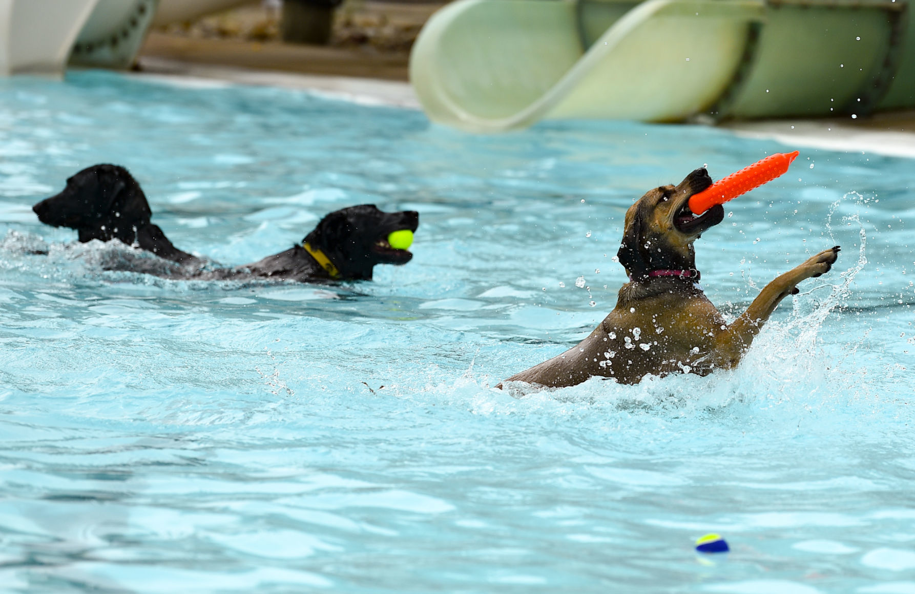 082919-bet-doggysplash-131a.JPG